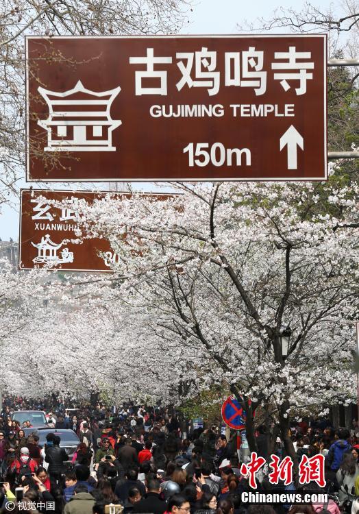 Multidões juntam-se na Avenida das Flores de Cerejeira de Nanjing para apreciar beleza primaveril