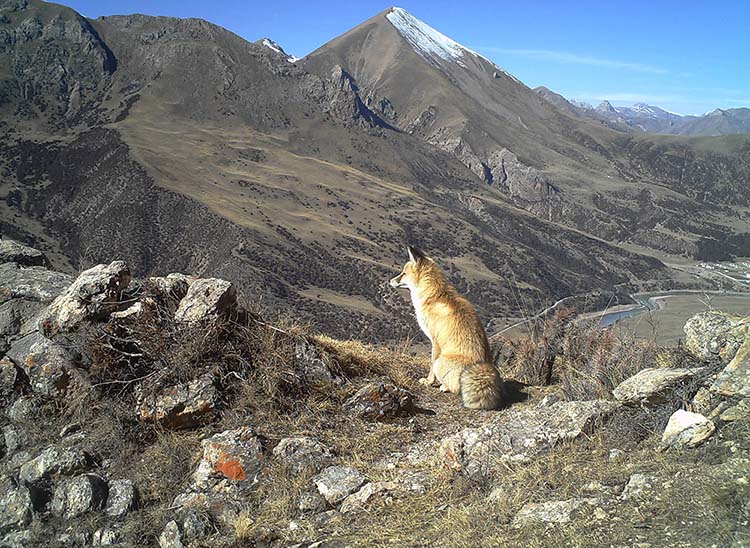 Grande variedade de animais carnívoros habitarão o próximo parque nacional da China