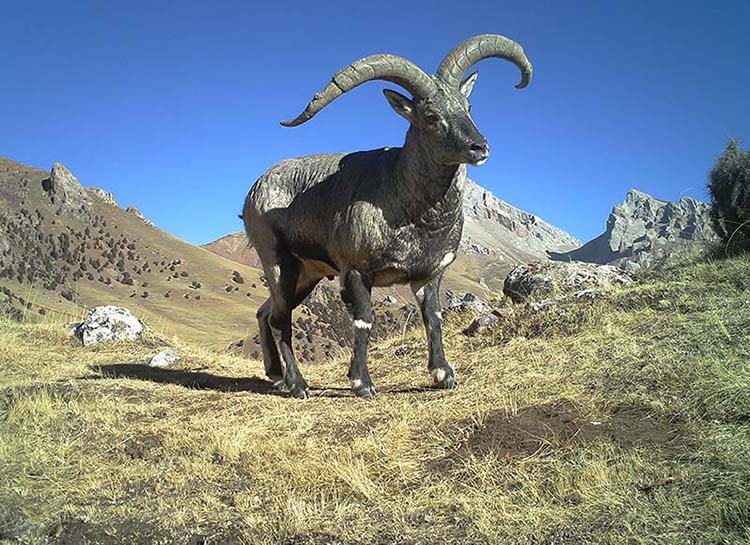 Grande variedade de animais carnívoros habitarão o próximo parque nacional da China