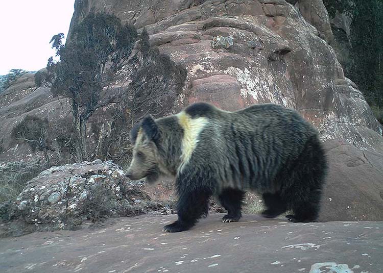 Grande variedade de animais carnívoros habitarão o próximo parque nacional da China