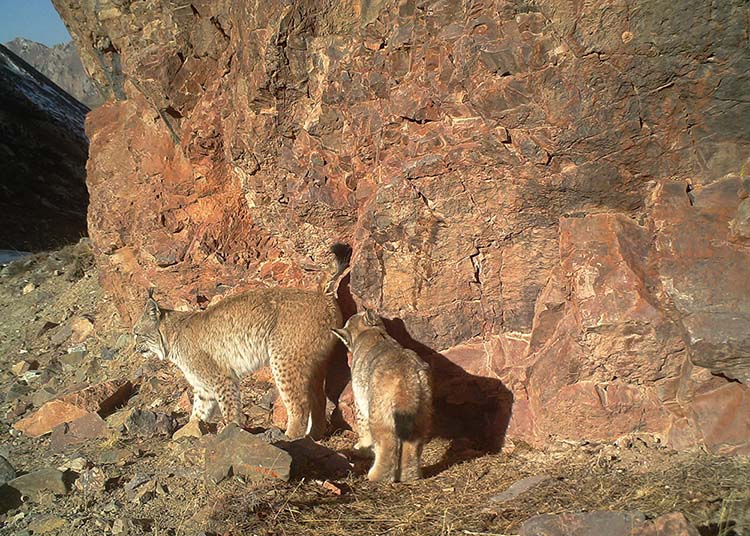 Grande variedade de animais carnívoros habitarão o próximo parque nacional da China