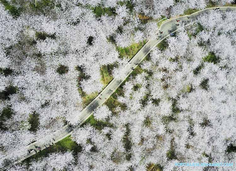 Flores de cerejeira em Guizhou