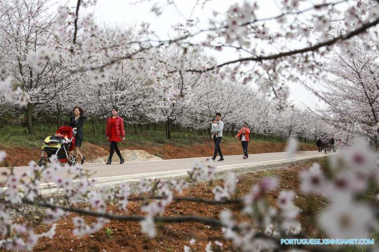 Flores de cerejeira em Guizhou