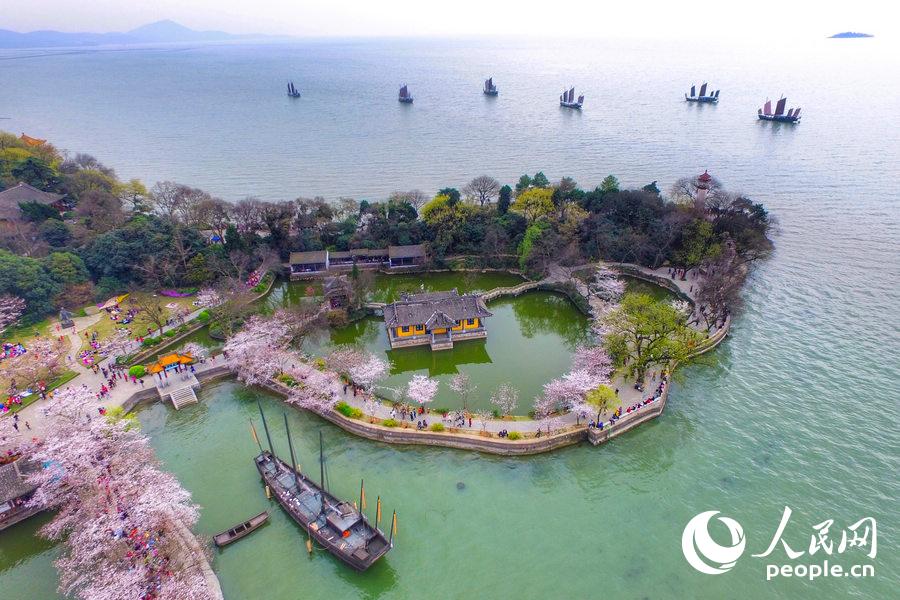 Flores de cerejeira desabrocham em Wuxi