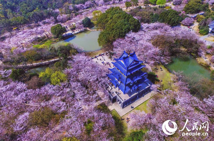 Flores de cerejeira desabrocham em Wuxi