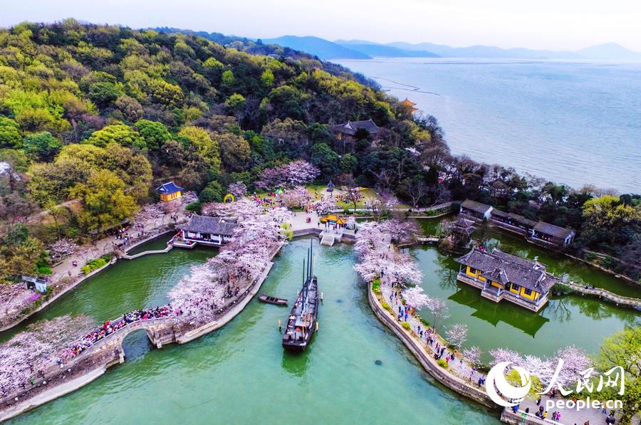 Flores de cerejeira desabrocham em Wuxi