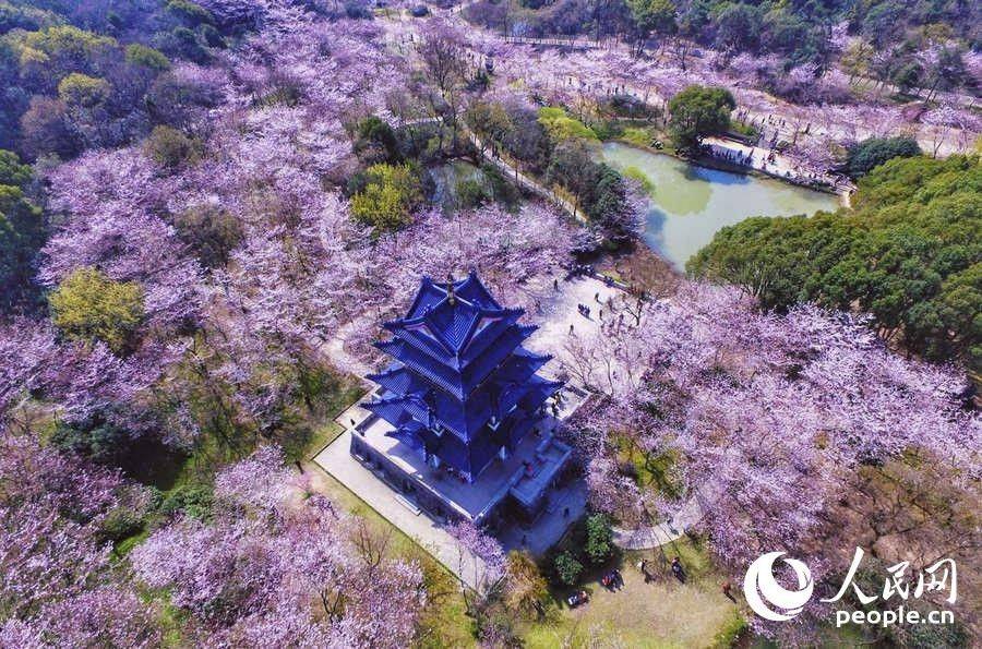 Flores de cerejeira desabrocham em Wuxi