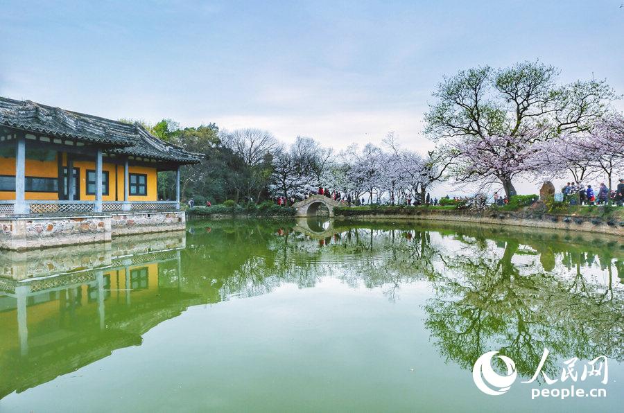 Flores de cerejeira desabrocham em Wuxi