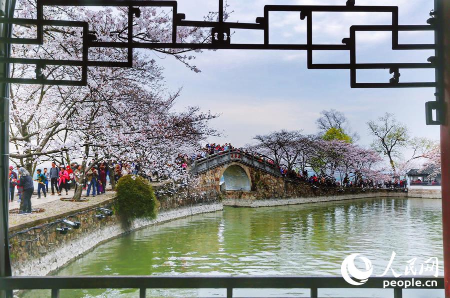 Flores de cerejeira desabrocham em Wuxi