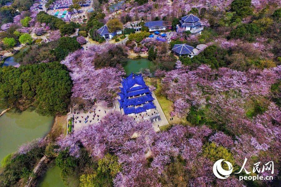 Flores de cerejeira desabrocham em Wuxi