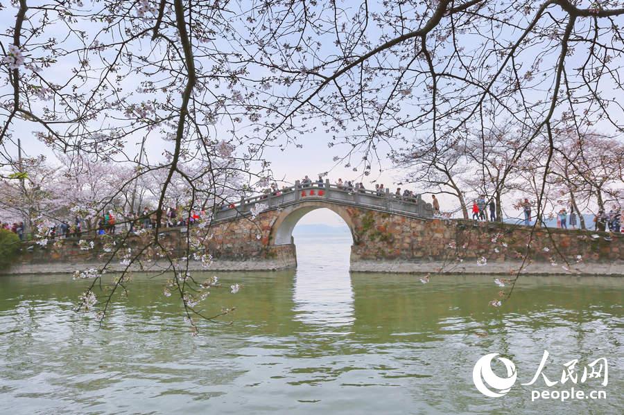 Flores de cerejeira desabrocham em Wuxi