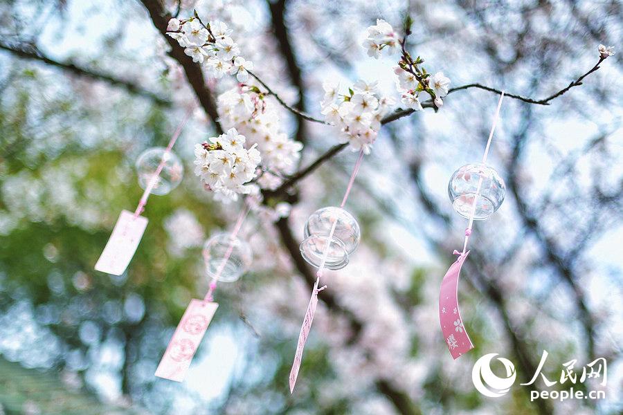 Flores de cerejeira desabrocham em Wuxi