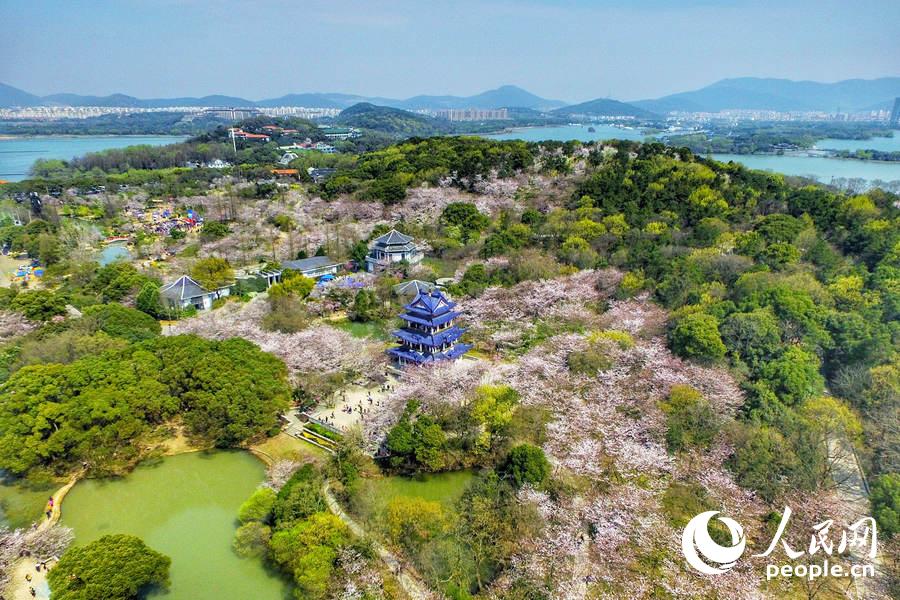 Flores de cerejeira desabrocham em Wuxi