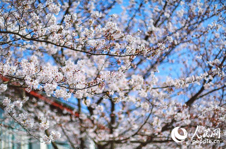 Flores de cerejeira desabrocham em Wuxi