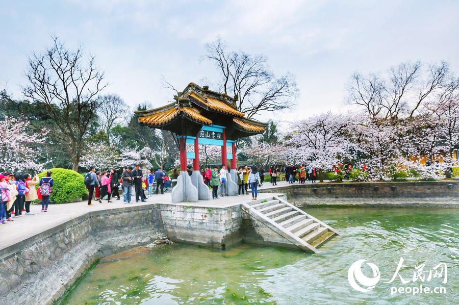 Flores de cerejeira desabrocham em Wuxi