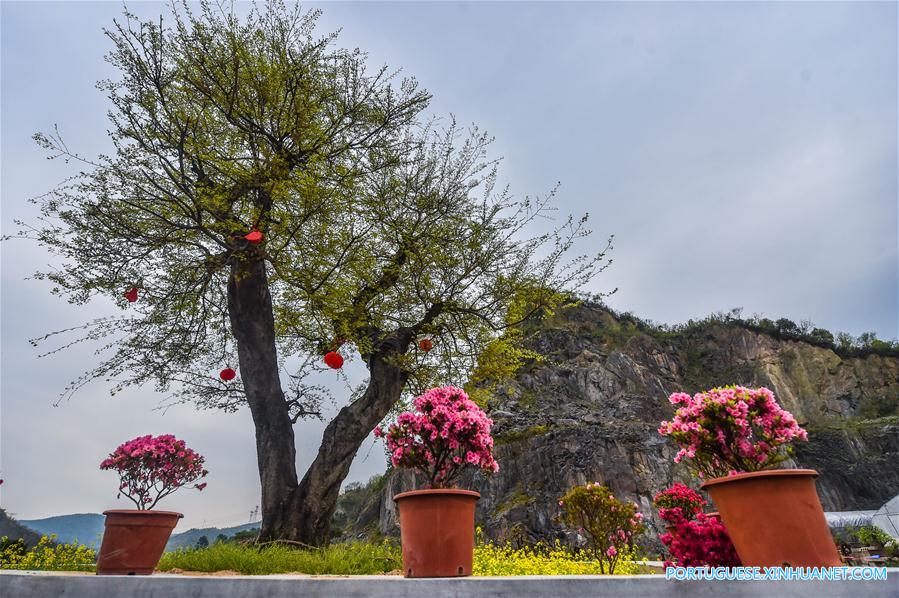 Mina abandonada transforma-se em jardim de cultivo de flores em Zhejiang