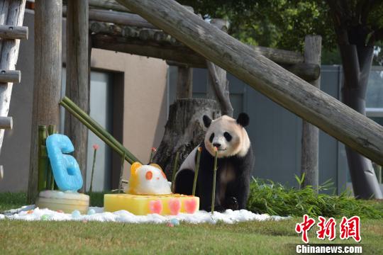 Três pandas nascidos no Japão são devolvidos ao centro de procriação na China