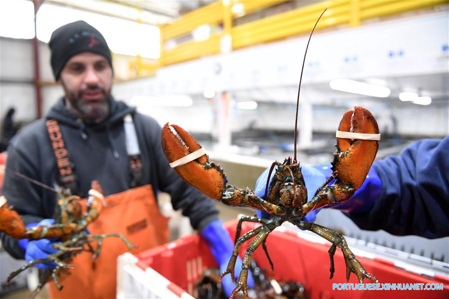 Cresce o número de exportações de lagosta dos EUA para a China