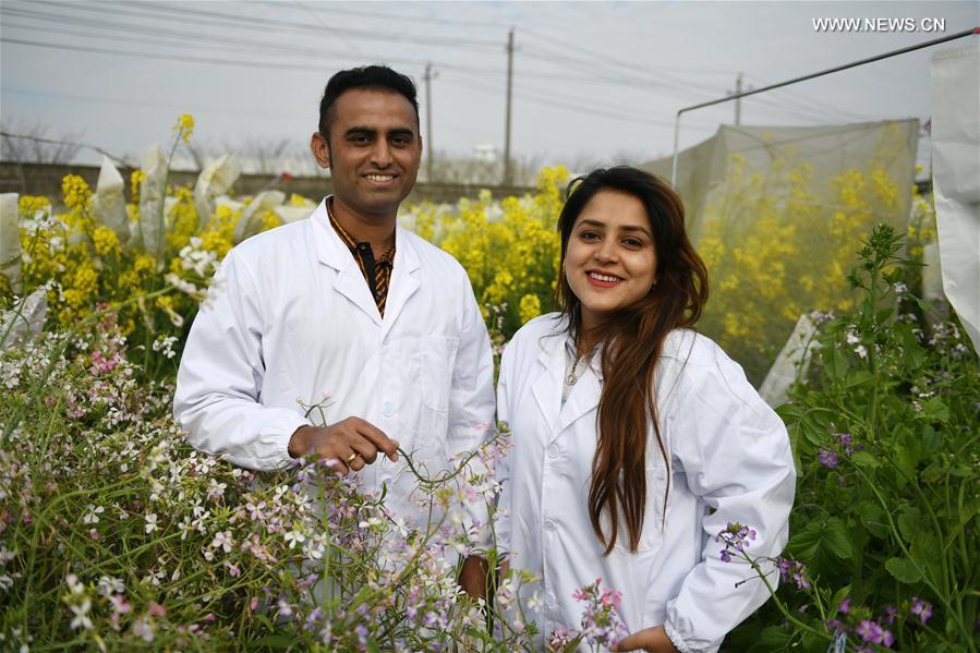 Casal paquistanês se dedica ao cultivo de flores de colza no leste da China