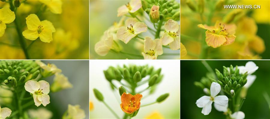 Casal paquistanês se dedica ao cultivo de flores de colza no leste da China