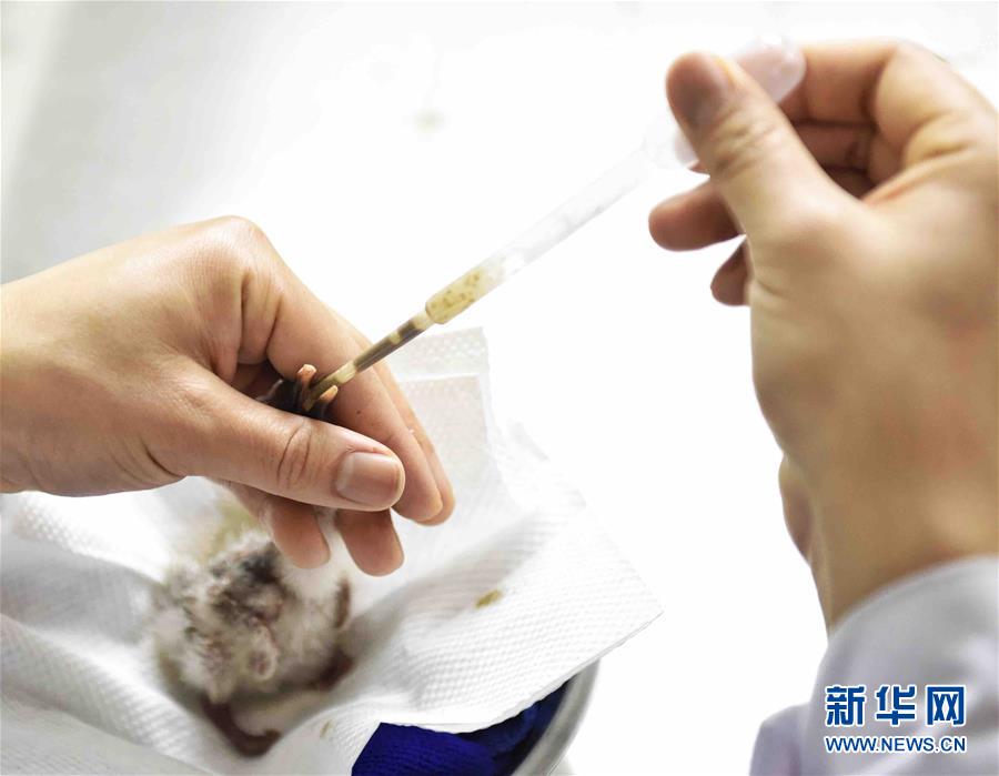 Duas aves íbis-de-crista nascem por incubação artificial no sudoeste da China