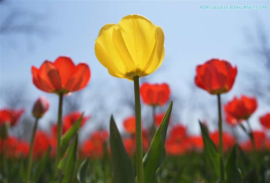 Tulipas atraem visitantes em Gansu