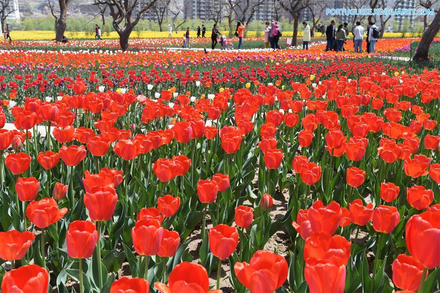 Tulipas atraem visitantes em Gansu