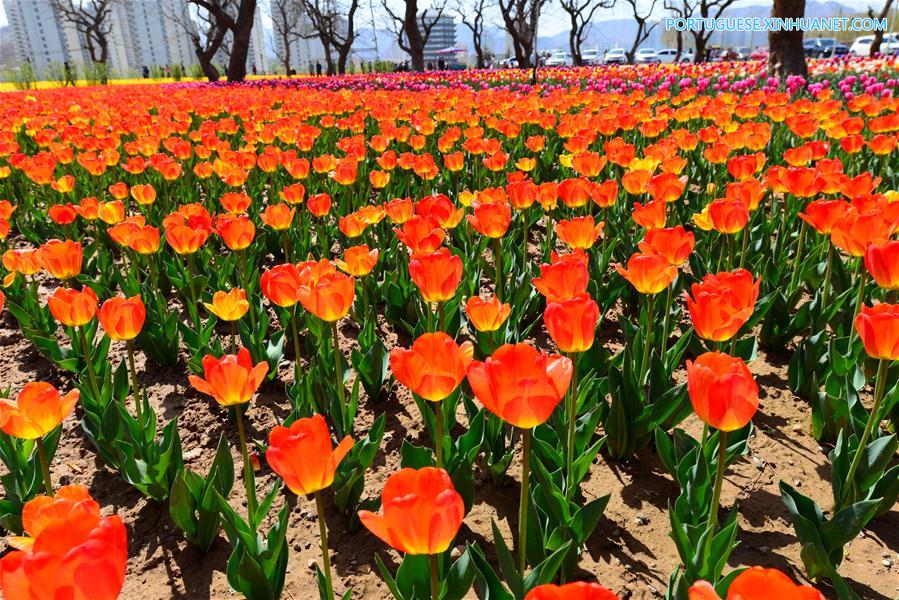 Tulipas atraem visitantes em Gansu