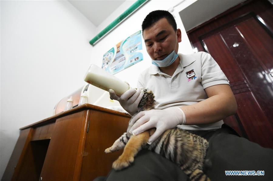 Mais de 50 tigres siberianos nascem em parque de proteção no nordeste da China