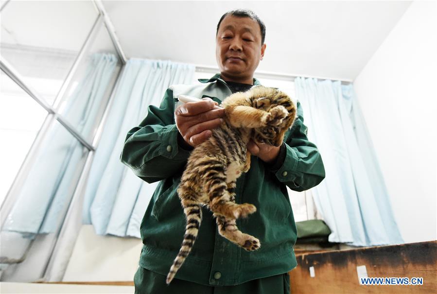 Mais de 50 tigres siberianos nascem em parque de proteção no nordeste da China