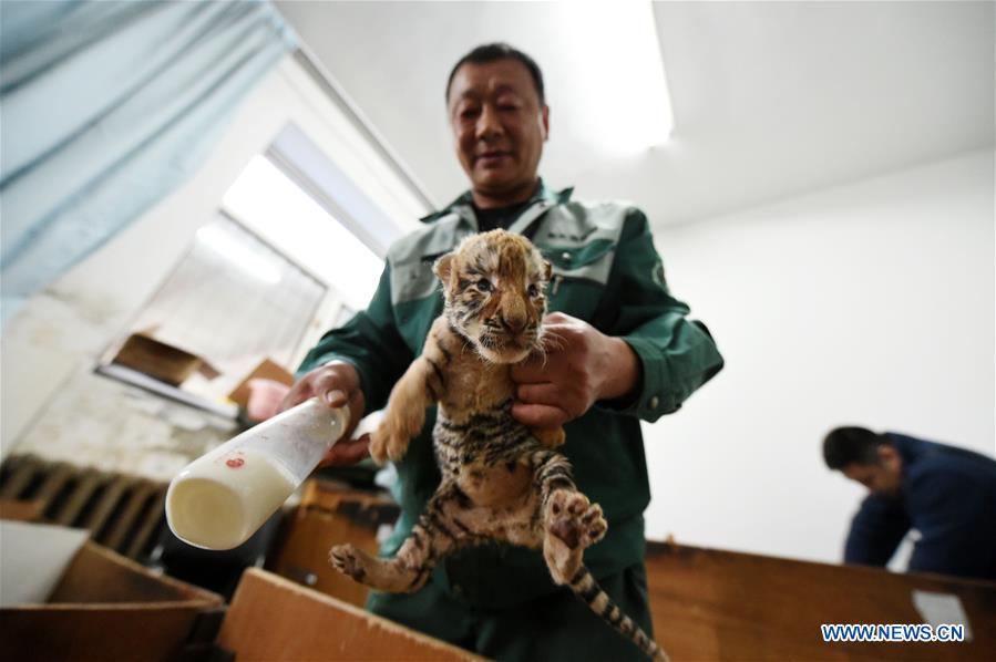 Mais de 50 tigres siberianos nascem em parque de proteção no nordeste da China