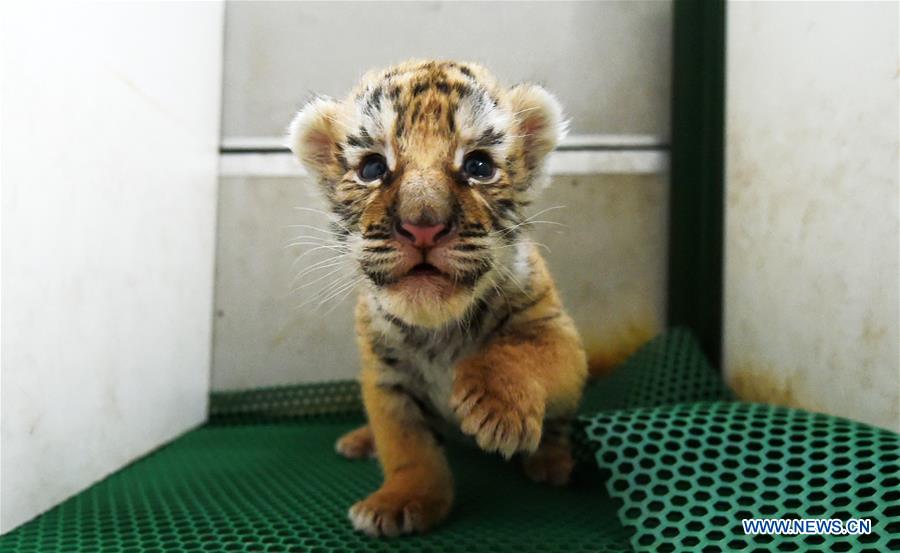 Mais de 50 tigres siberianos nascem em parque de proteção no nordeste da China