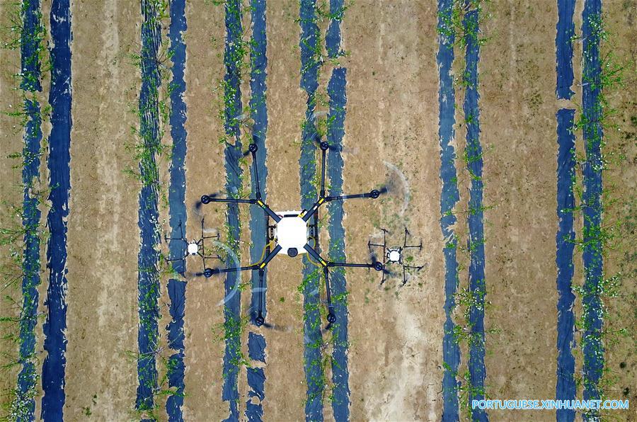 Drones utilizados para pulverizar pesticida no norte da China