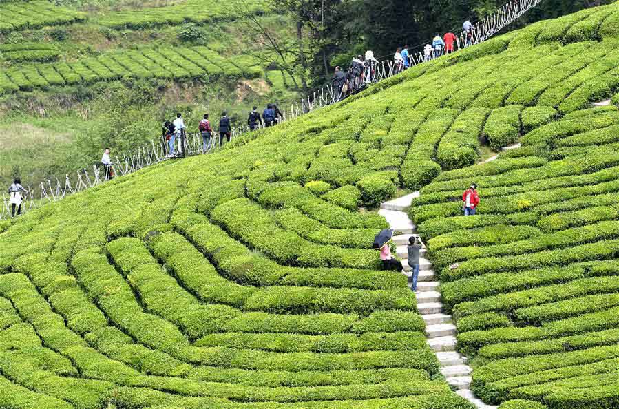 Jardim de chá em Hubei recebe turistas durante o feriado do Dia do Trabalho