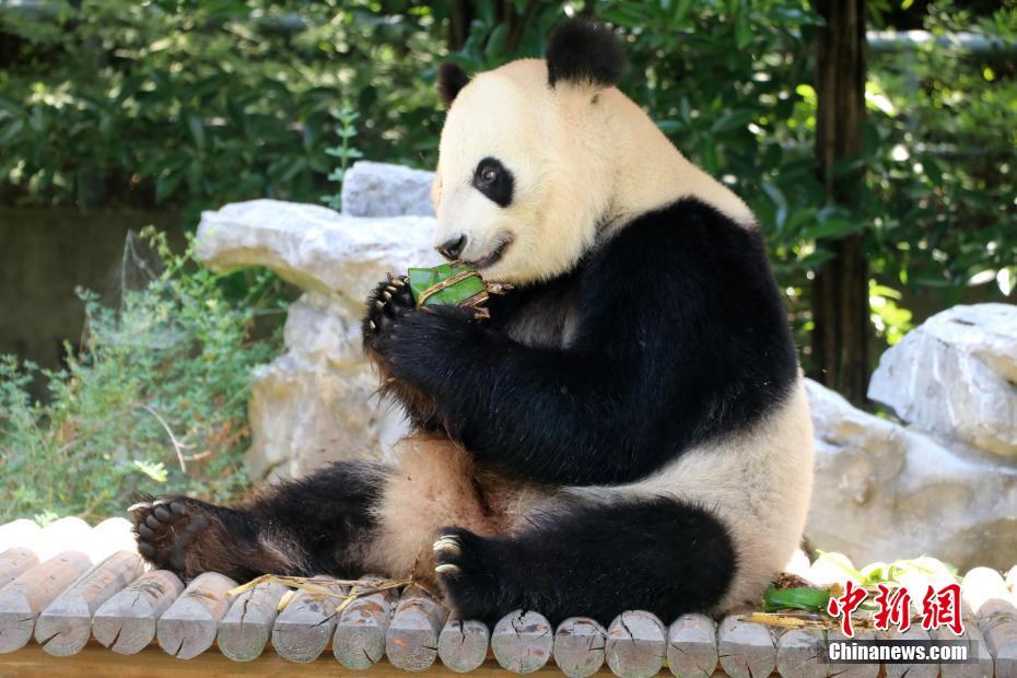 Panda gigante de Yangzhou comemora Festival do Barco-Dragão com petisco tradicional