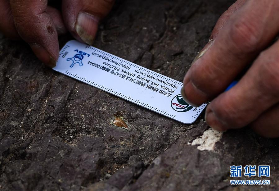 Fósseis de dinossauros do período Cretáceo encontrados na cidade de Yanji em Jilin