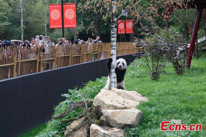 Dois pandas gigantes são apresentados ao público na Holanda