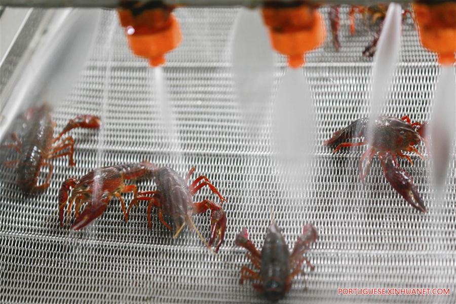 Valor anual de produção de lagostas na China ultrapassa 1,47 bilhões de dólares