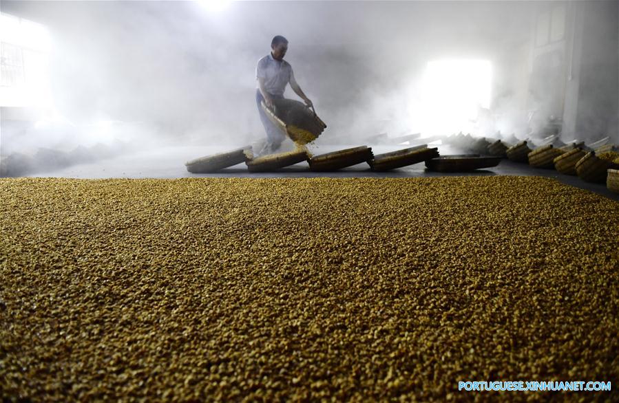 Povo da etnia Tujia produz licor de sorgo no centro da China