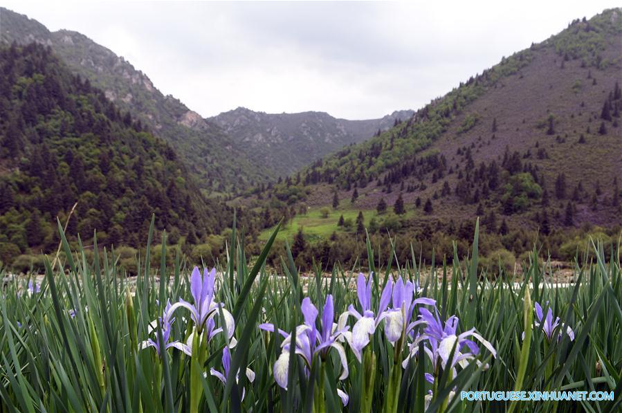 Cenário de verão das montanhas Qilian no noroeste da China