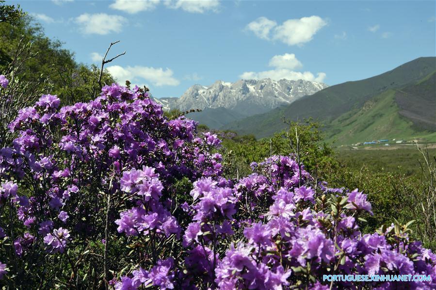 Cenário de verão das montanhas Qilian no noroeste da China