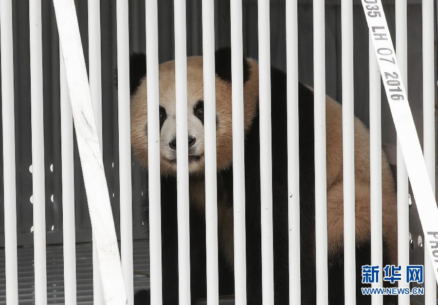 Pandas gigantes chegam a Berlim