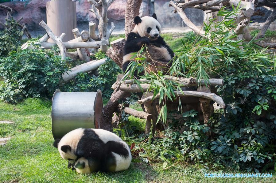 Filhotes gêmeos de panda em Macau celebram 1º aniversário