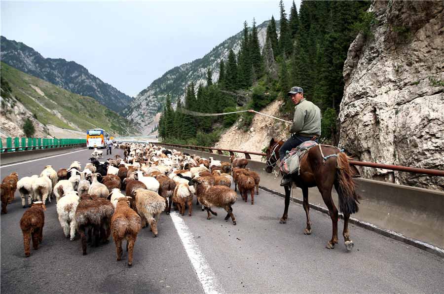 Pastores de Xinjiang usam autoestrada ao longo de trilho milenar para conduzir rebanhos