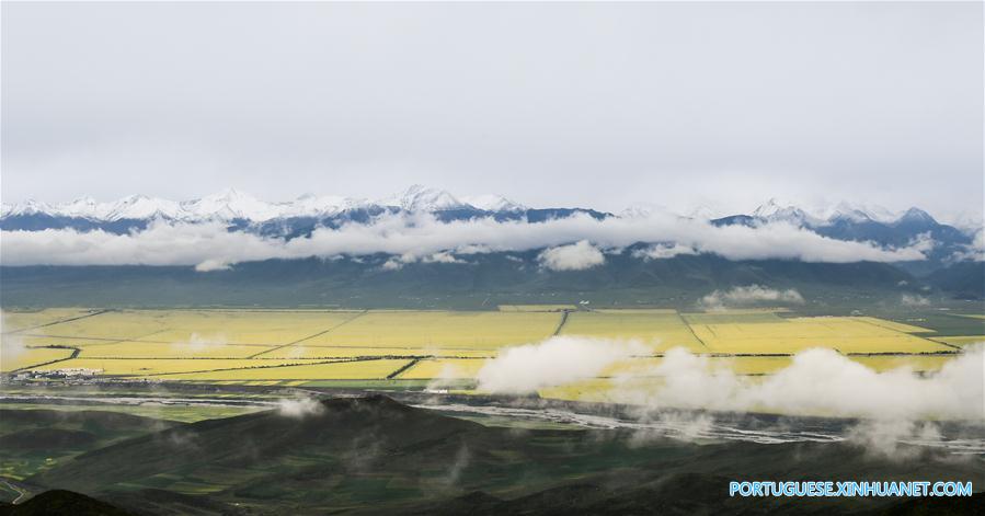 Turistas apreciam flores de canola em Qinghai