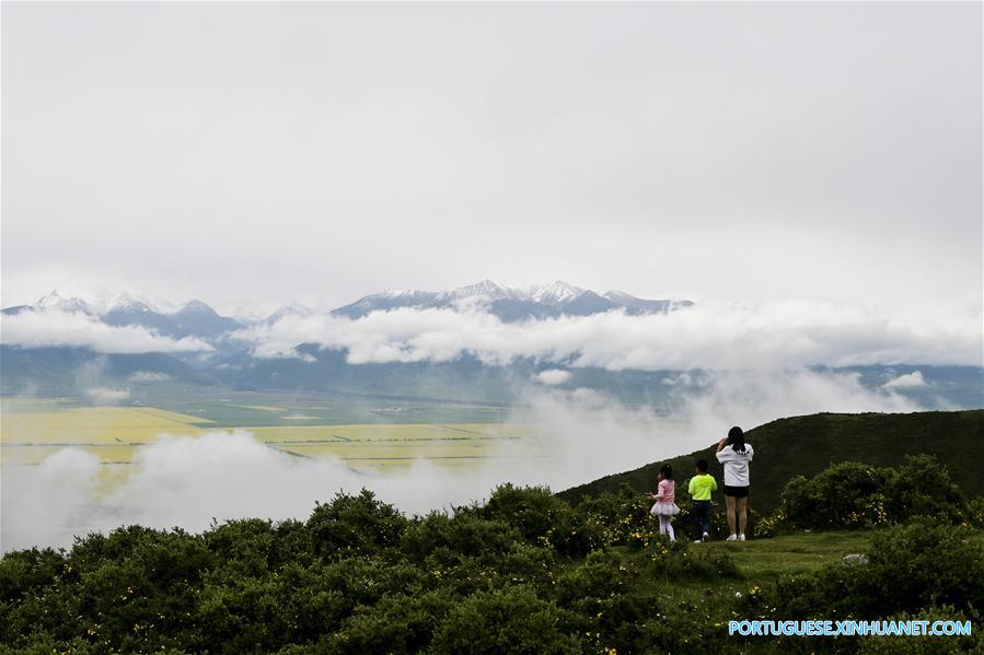 Turistas apreciam flores de canola em Qinghai