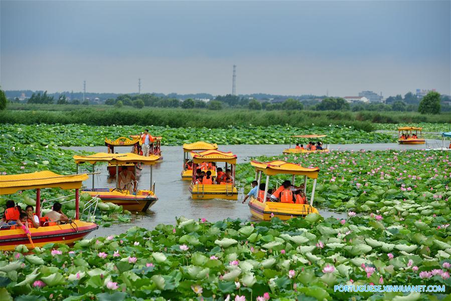 Flores de lótus no lago Longhu em Henan