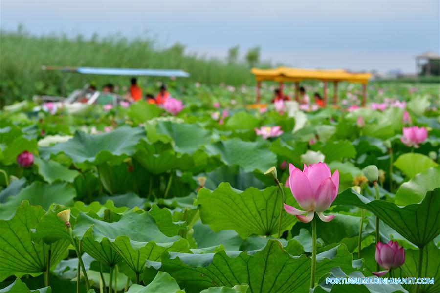 Flores de lótus no lago Longhu em Henan