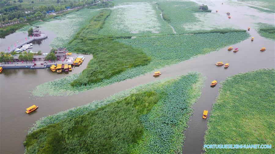 Flores de lótus no lago Longhu em Henan