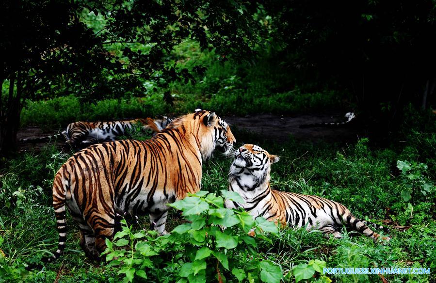 Vida de tigres siberianos no Parque do Tigre Siberiano no nordeste da China